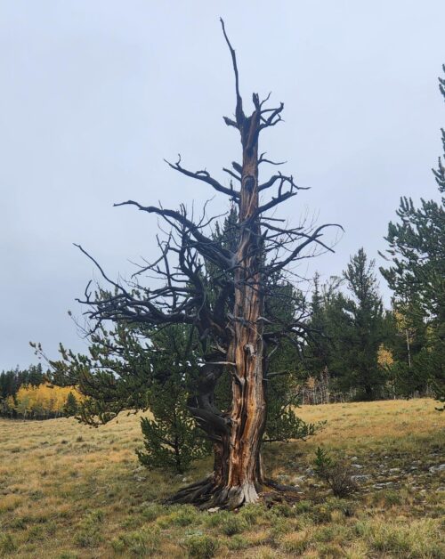 Bristlecone Pine Tree-Wisdom of Nature